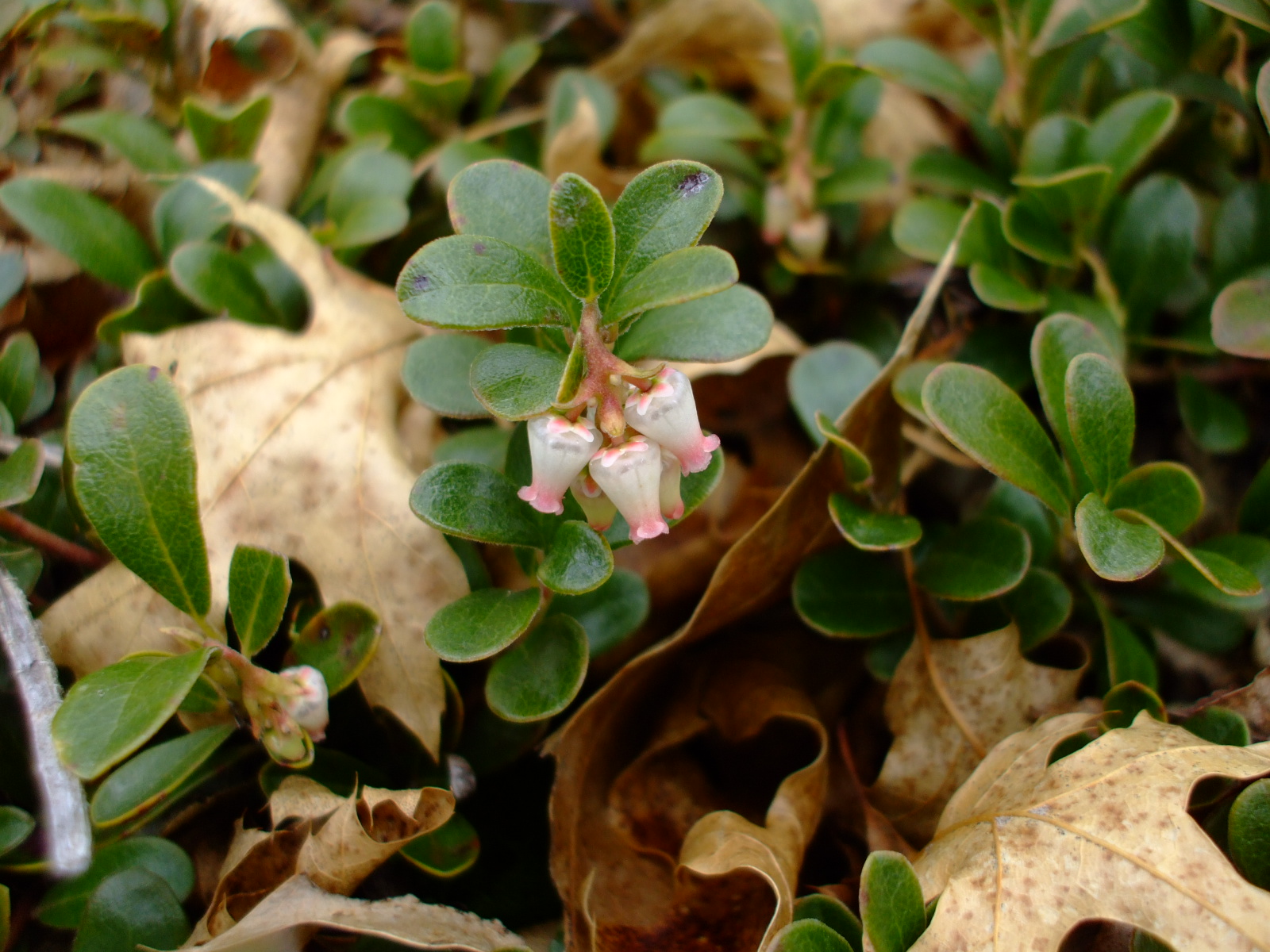Arctostaphylos uva-ursi
